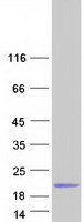 Coomassie blue staining of purified C14orf178 protein