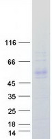 protq8n7a1 klhdc1 human recombinant protein