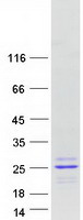 protq8n7p3 claudin 22 cldn22 human recombinant protein