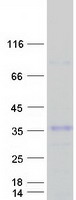 protq8n7x8 c19orf75 siglecl1 human recombinant protein