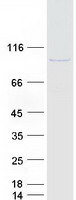 protq8n8k9 kiaa1958 human recombinant protein
