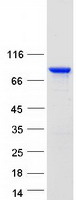 Coomassie blue staining of purified ENAH protein