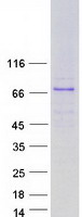 Coomassie blue staining of purified GBP7 protein