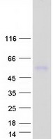 protq8n967 lrtm2 human recombinant protein