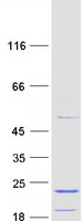 protq8n983 mrpl43 human recombinant protein