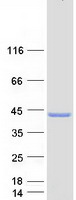 protq8n999 c12orf29 human recombinant protein