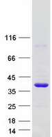 Coomassie blue staining of purified GDPD1 protein