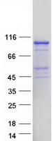 protq8n9h8 exd3 human recombinant protein
