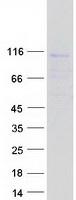 protq8n9h9 c1orf127 human recombinant protein