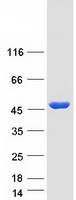 Coomassie blue staining of purified ACOT4 protein