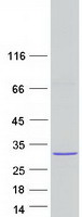 protq8n9n7 lrrc57 human recombinant protein