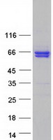 protq8n9r8 scai human recombinant protein