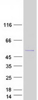 protq8n9s9 snx31 human recombinant protein