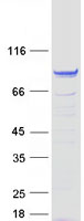 protq8na03 fsip1 human recombinant protein