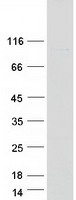 protq8na54 iqub human recombinant protein
