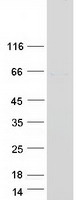protq8na72 poc5 human recombinant protein