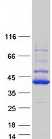 protq8naa5 c17orf76 lrrc75a human recombinant protein