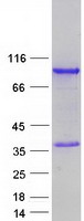 Coomassie blue staining of purified ZNF579 protein