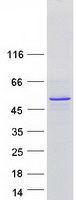 Coomassie blue staining of purified C8orf58 protein