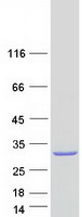 protq8nb37 gatd1 human recombinant protein