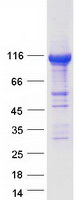 protq8nb90 spata5 human recombinant protein