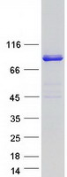 Coomassie blue staining of purified NHLRC2 protein