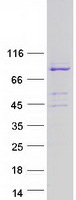 protq8nbf6 avl9 human recombinant protein