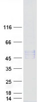 Coomassie blue staining of purified POGLUT1 protein
