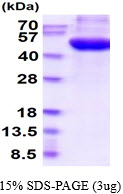 3ug by SDS-PAGE under reducing condition and visualized by coomassie blue stain
