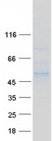 Coomassie blue staining of purified KTELC1 protein