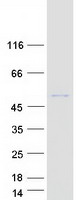 protq8nbt0 wdr51a poc1a human recombinant protein