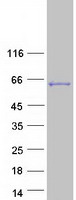 Coomassie blue staining of purified LEMD2 protein
