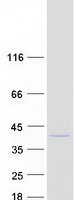 protq8nc96 necap1 human recombinant protein