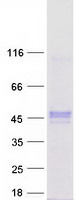 protq8nca9 znf784 human recombinant protein