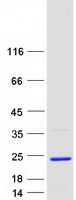 protq8ncq2 c19orf34 human recombinant protein