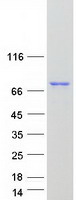 protq8nd71 gimap8 human recombinant protein