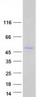 Coomassie blue staining of purified MROH1 protein