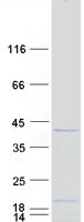 Coomassie blue staining of purified C1orf131 protein