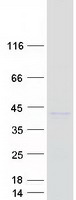 protq8ndv1 st6galnac3 human recombinant protein