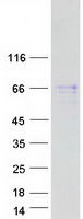 protq8ne31 fam13c1 fam13c human recombinant protein
