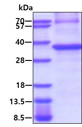 3ug by SDS-PAGE under reducing condition and visualized by coomassie blue stain