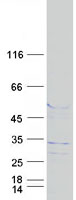 protq8neg0 fam71c human recombinant protein