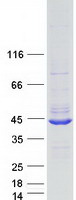 protq8neg2 c7orf57 human recombinant protein