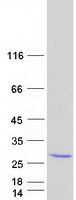 protq8nej0 dusp18 human recombinant protein