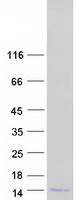 Coomassie blue staining of purified DEFB108B protein