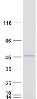 Coomassie blue staining of purified PPHLN1 protein