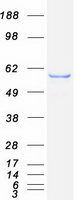 protq8nf37 lpcat1 human recombinant protein