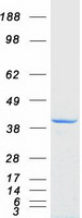 protq8nf99 znf397 human recombinant protein