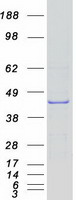 protq8nfa2 noxo1 human recombinant protein