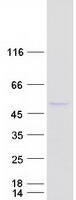 protq8nfh3 nup43 human recombinant protein